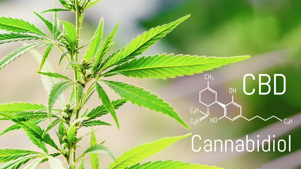 What is CBD?